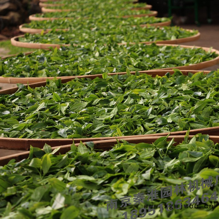 供应绿节牌锂电型Ⅱ型单人无刷电机电动采茶机_剪茶机_茶叶机械